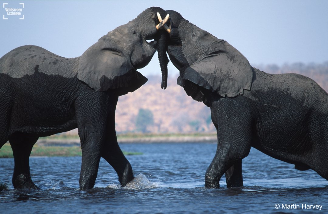 We're merging! We'll soon be merging our Twitter account with the other Wildscreen pages, where you'll be able to keep tabs on Wildscreen Exchange along with all our other exciting Wildscreen activities! 💁

📸 #POTD by Martin Harvey Photography