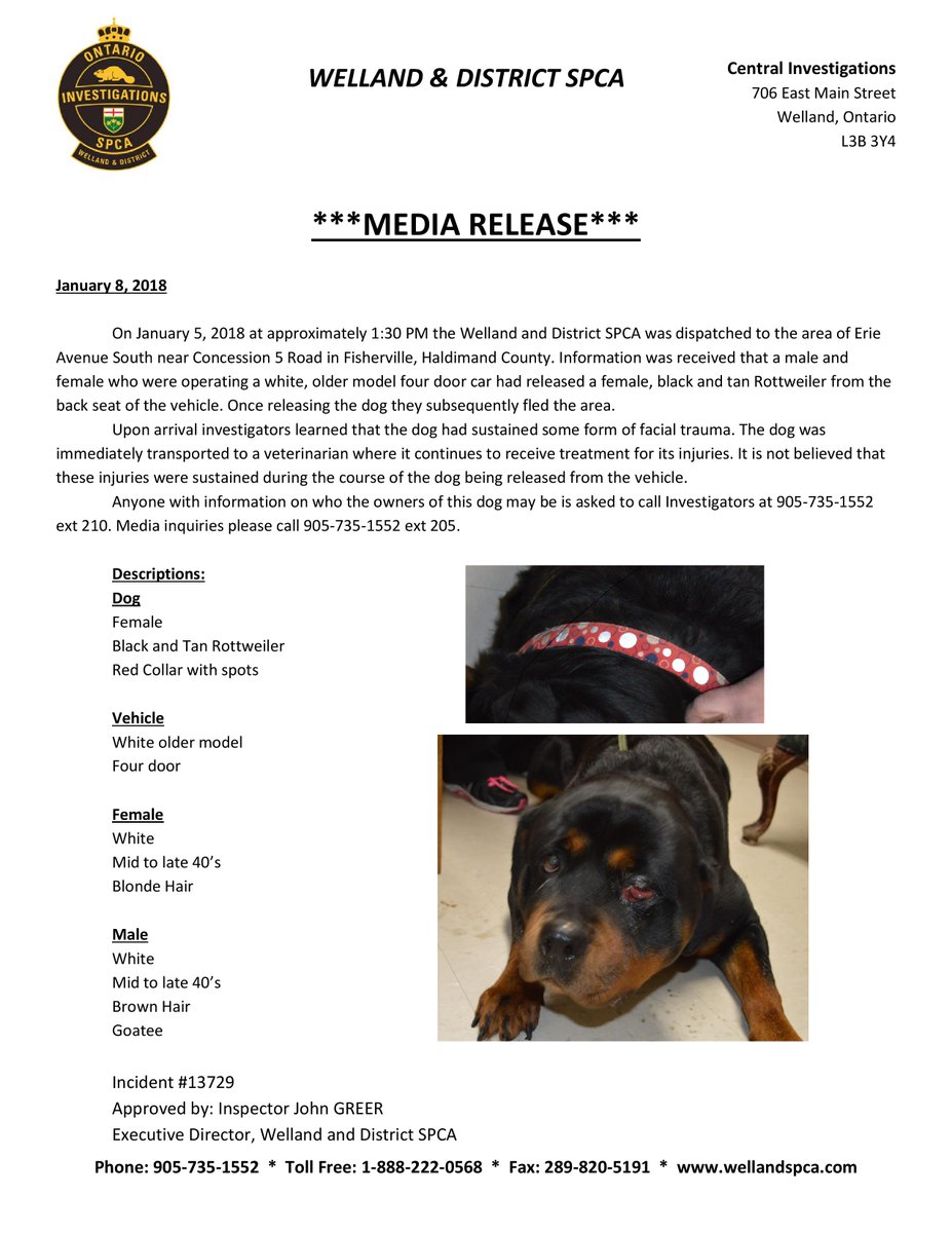 NSPCA_AnmlServ's tweet photo. Do you know who owns this dog? She was released from a vehicle and left in the area of Erie Ave South and Concession 5 Road in Fisherville, @HaldimandCounty Anyone with information is asked to call 905-735-1552 ext 210 (Media Inquiry ext 205) https://t.co/d2U2wivmw6