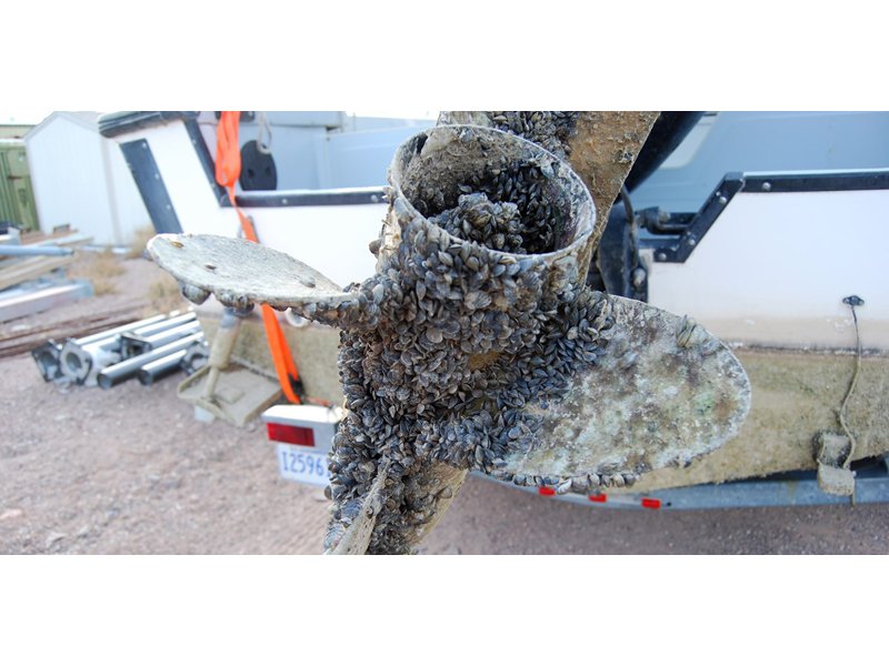 No Invasive Mussels Detected dlvr.it/Q9Wm0T https://t.co/Nl5beBNbqj