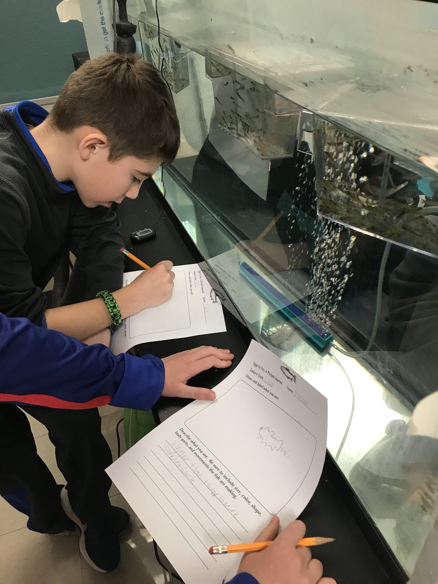 SNISEcologyClub's tweet photo. These trout are growing up fast! Learning how to test our tank water and continuing our observation records. https://t.co/iupUYan7a4
