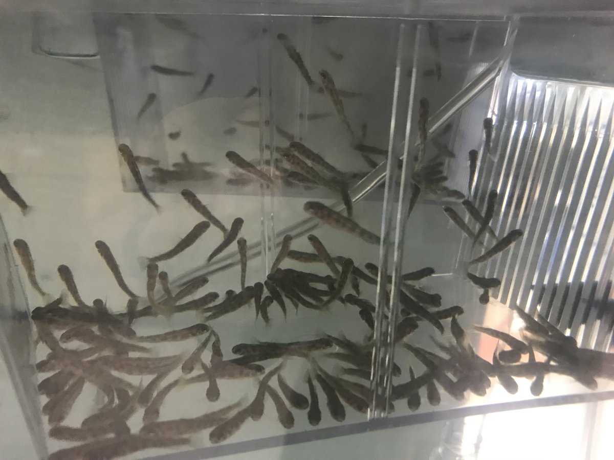 These trout are growing up fast! Learning how to test our tank water and continuing our observation records.