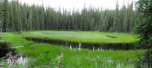 GMUG_NF's tweet photo. In 2017, over 2,900 acres of #habitat were restored on @GMUG_NF! What an #accomplishment! Here's to making 2018 just as #GREAT
#2017FlashBack #YearInReview https://t.co/C22FEDqu0R