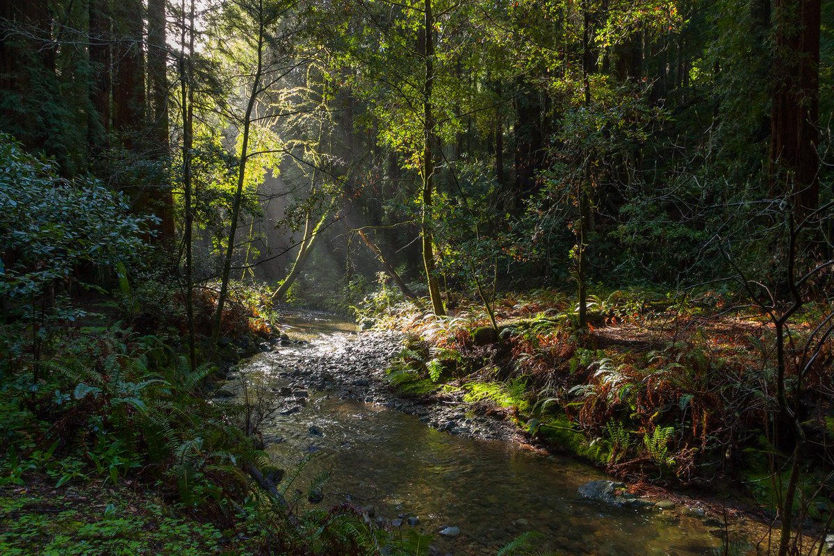parks4all's tweet photo. Happy 110th birthday to the fabled forest just north of the Golden Gate Bridge! #OnThisDay in 1908, @MuirWoodsNPS was declared a #nationalmonument by President Theodore Roosevelt, forever protecting these sacred grounds. #Parks4All https://t.co/pS0CeuOJ3P