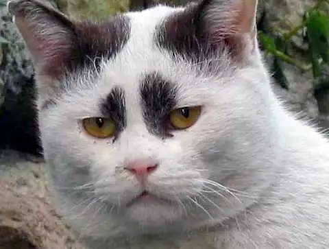 ulat_bulu_bulu's tweet photo. Banyak sangat berkerut sampai jatuh kening dia 😌😂 https://t.co/x3rCdewYWu