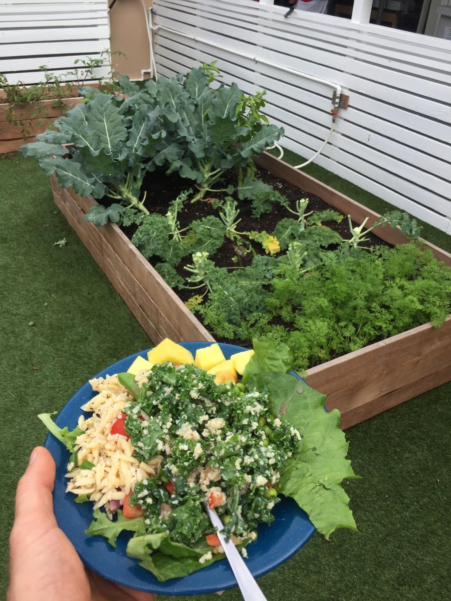 From the School Garden to the school cafeteria. Fresh kale feeding the mind and the body.. #gslearning