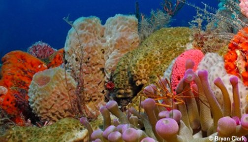 OurOcean's tweet photo. You may have heard us called “the rainforests of the sea.” Not to brag, but it’s for good reason! We coral reefs only take up about 1% of the ocean floor, but host about 25% of all ocean species! https://t.co/yxBLpZ8UMg https://t.co/jDV5a7cOkR