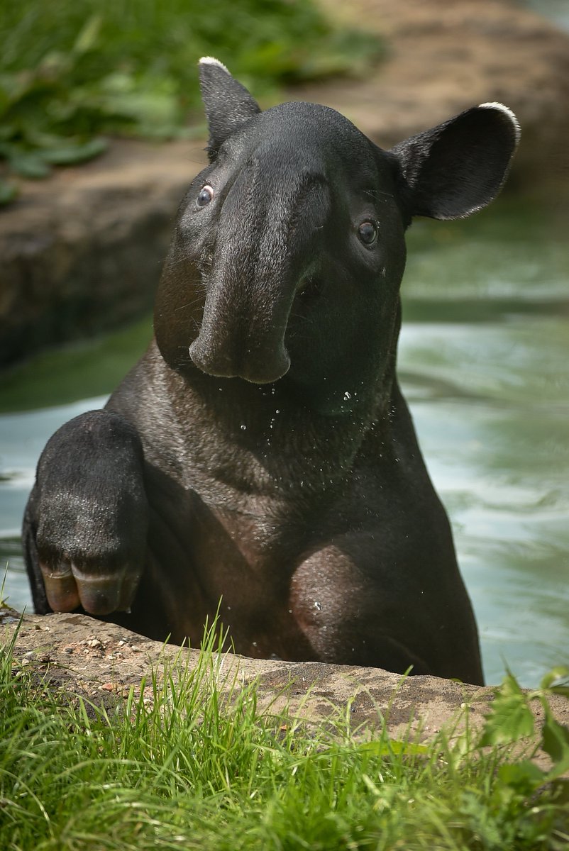 Chester Zoo on Twitter: Chester Zoo on Twitter: