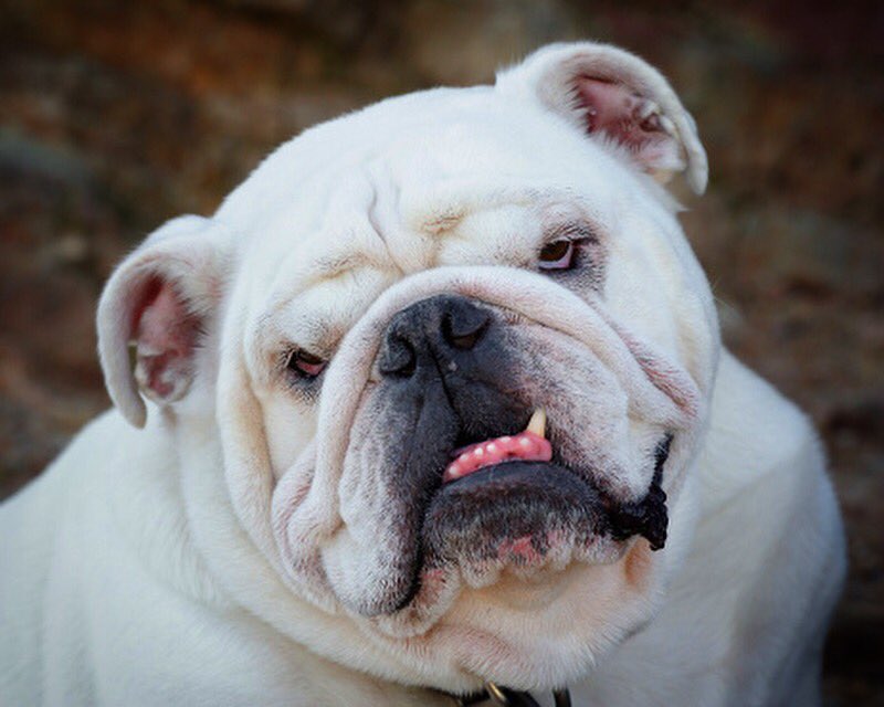 SnaggleMovie's tweet photo. It's #SnaggleTuesday! Send us your favorite photos of your pet with a little Snaggletooth! #TeamSnaggletooth https://t.co/5ov4mzNja9