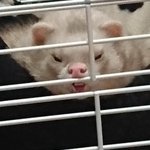 ちょっとその顔は想像できなかったwゲージに鼻が引っかかってるフェレットがブサイクw