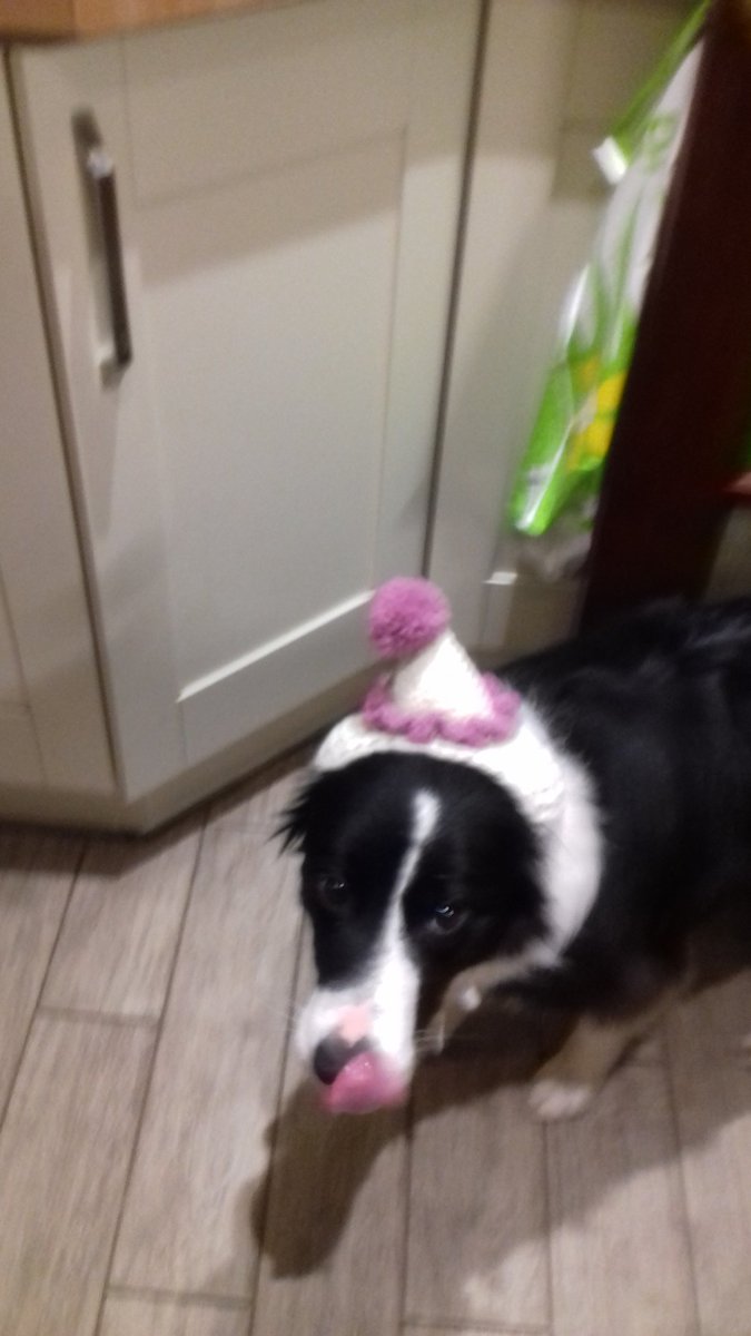 fimberloof's tweet photo. @BCTGB Hi, from Skye😊 https://t.co/dTqHZVhdmA