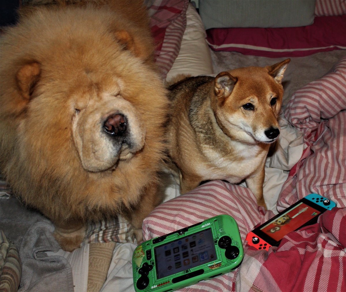 shiba inu and chow chow