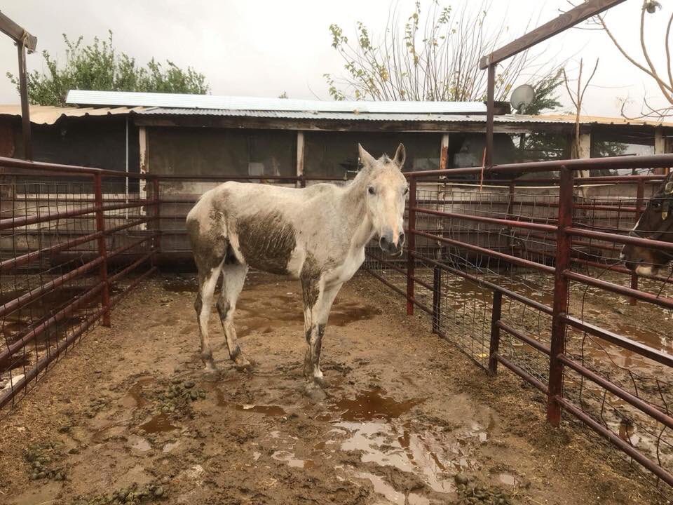 Rain or shone we are there for them. We have fund for one but there are more horses at auction today that need us 
Pp: rescue@hicaliber.org