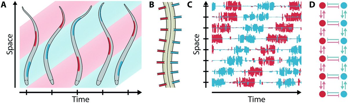 fradenlab's tweet photo. Our latest publication in @LabonaChip “Engineering reaction-diffusion networks with properties of neural tissue” https://t.co/RByQV1POkb https://t.co/WU827oOyS3