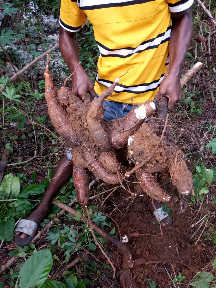 IsraellySFarms's tweet photo. #IsraellyStarFarms #2018goals
Cassava harvest https://t.co/uNmQifI7lA