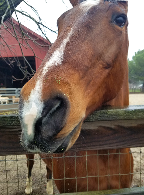 RoundPondEstate's tweet photo. Sweet Two Dot is enjoying a yummy alfalfa breakfast with his goat & chicken pals this morning. With dewdrops on his muzzle, he is just the cutest! ๐ด๐๐ด
.
.
.
#horses #farm #barnyard #barnyardlife #rain #napa #happyanimals #goats #napavalley #winery #roundpondestate https://t.co/39lys9m3ag