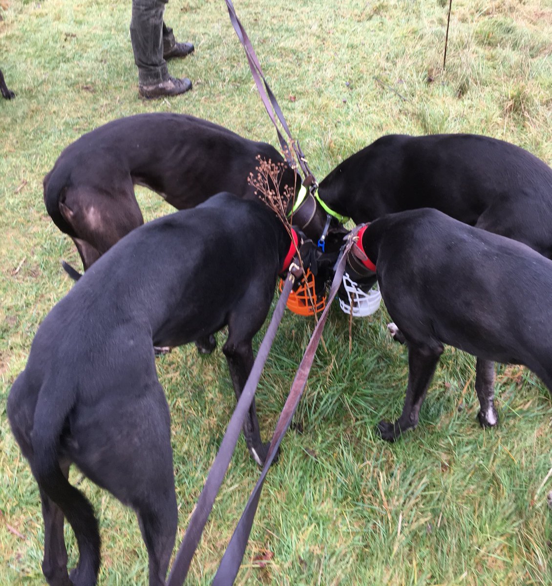 BgpDoggies's tweet photo. Walks in the new year , Wes are all looking for our homes so 🙏🙏 get in touch with Kerry 🐾🐾😘😍 https://t.co/Z1iVwoX2yn