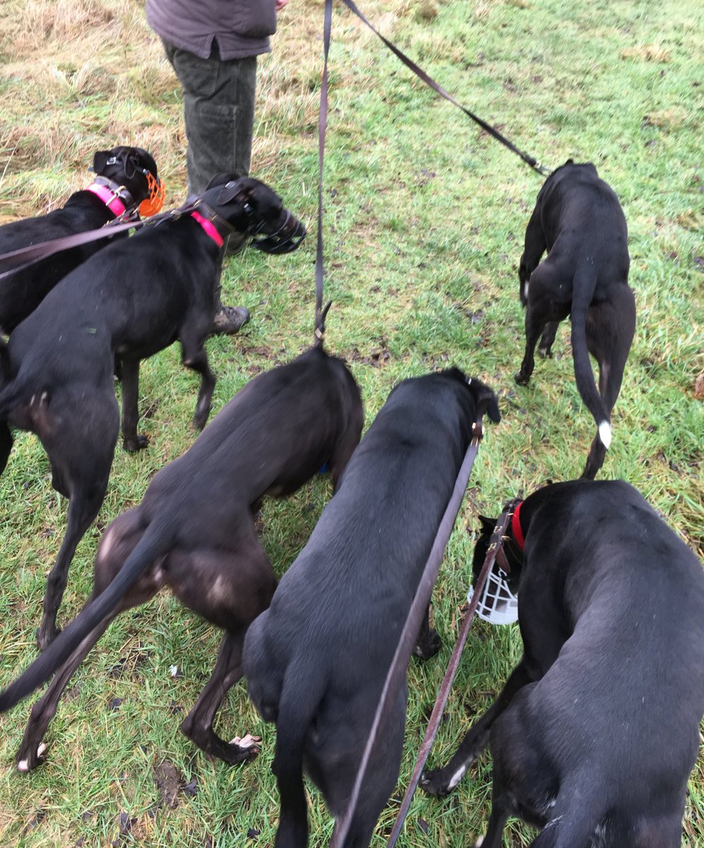 BgpDoggies's tweet photo. Walks in the new year , Wes are all looking for our homes so 🙏🙏 get in touch with Kerry 🐾🐾😘😍 https://t.co/Z1iVwoX2yn