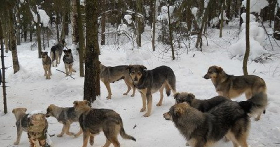 одичавшие собаки в лесу. собаки живущие в лесу. стая одичавших собак в лесу. свора собак в лесу. собаки живут в лесу.