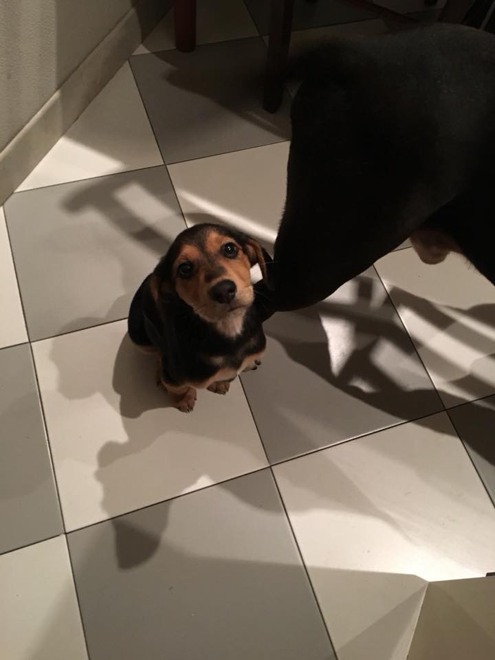 Cucciolo di appena 2 mesi, simil Beagle, dolcissimo portato in data 8 gennaio in Canile di nova entra #Sicilia. Aiutiamolo a trovare URGENTEMENTE una famiglia! Chi volesse adottarlo può chiamare chiedendo di lui: 3453037472 - 0957279821 - 3939208319. Grazie