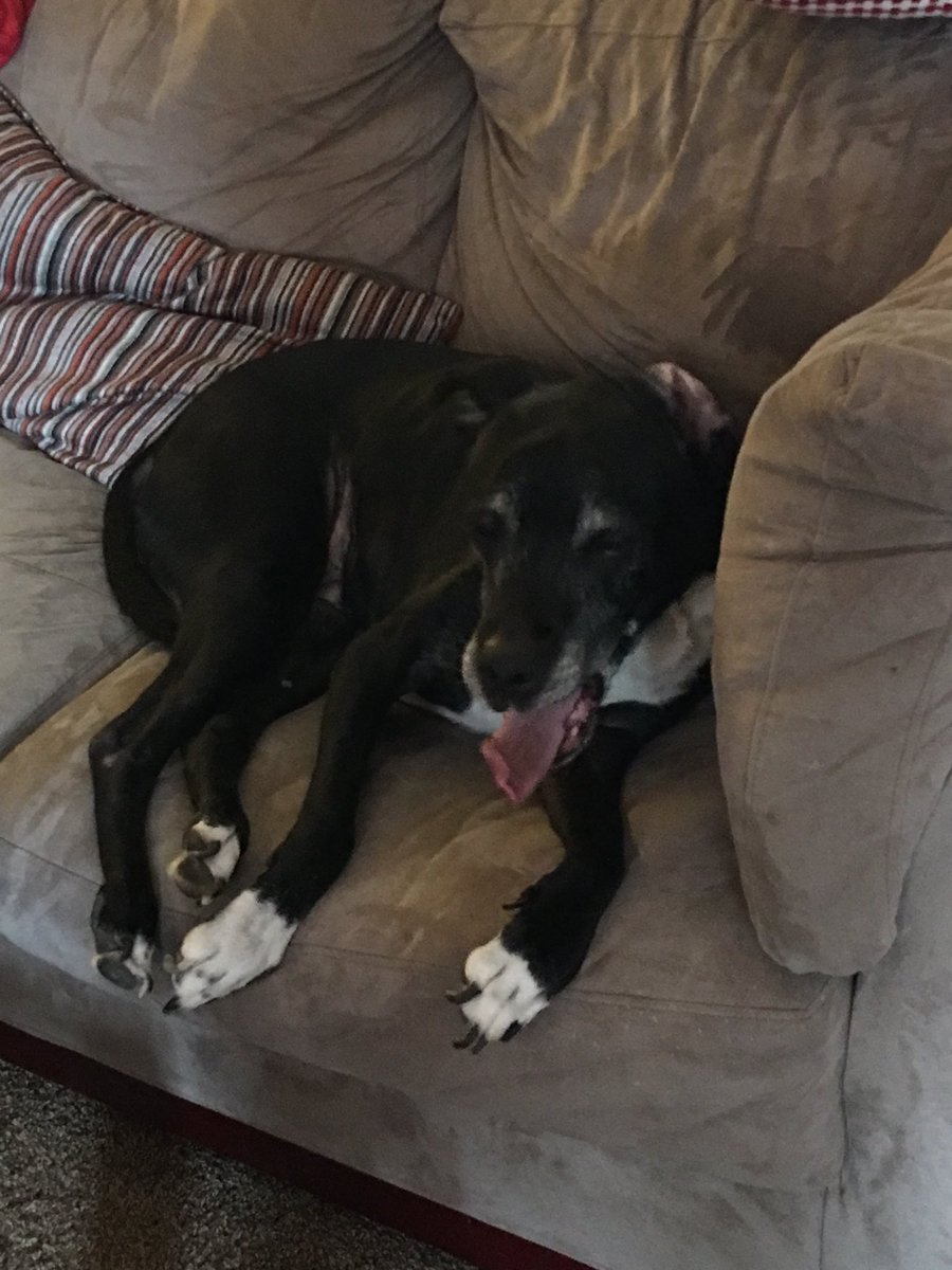 Just FurBabies Pet (jstfurbabies) Twitter