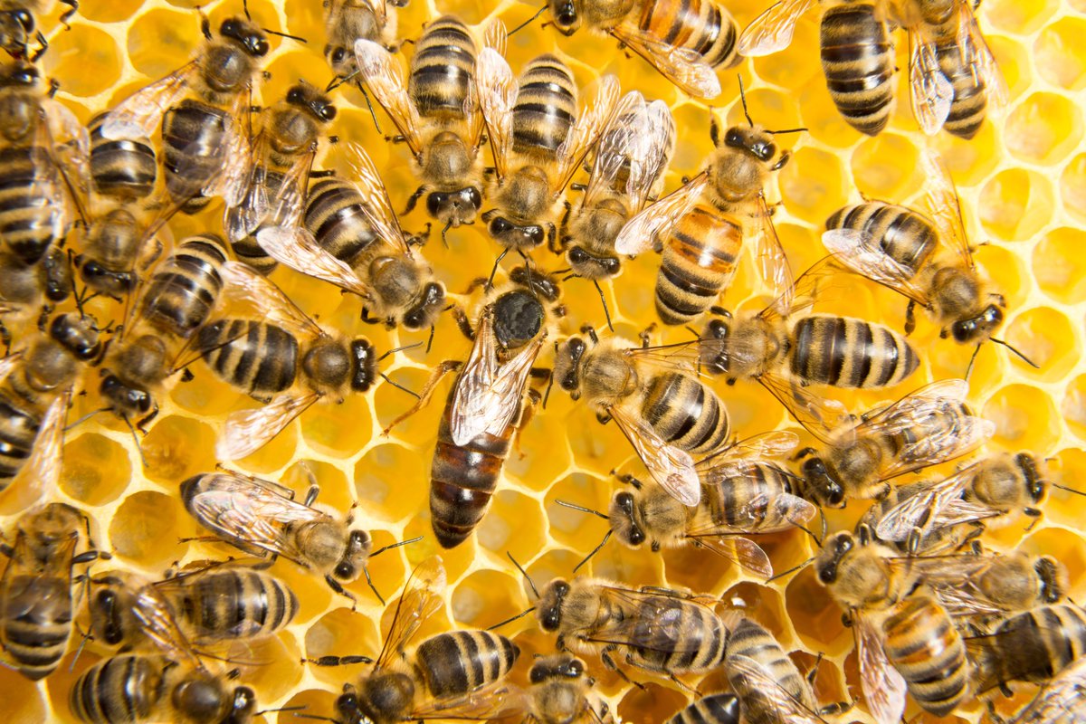 What do honey bees have to do with human behavior? Checkout my latest <a href="/HuffPost/">HuffPost</a> for more on how #epigenetics is changing our understanding of the human brain and the disorders that plague it. bit.ly/2qMk5QX