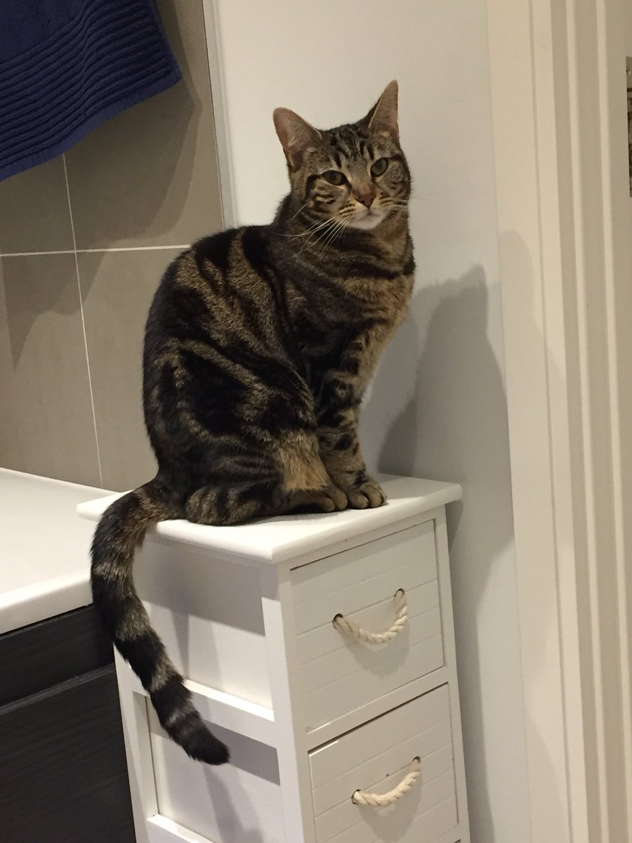 PurrPals2015's tweet photo. Nervous #lostcat in #Earlsfield (no collar) please RT @thewandlepub @TheEarlsfield @thehalfwayhouse @The_Earlsfield @beanandhop @benscanteen https://t.co/WThcq412FP