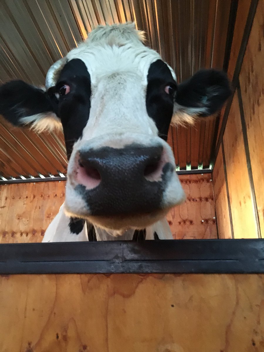 Gotta love this gentle giant #GoVegan #BecauseMrTSaysSo