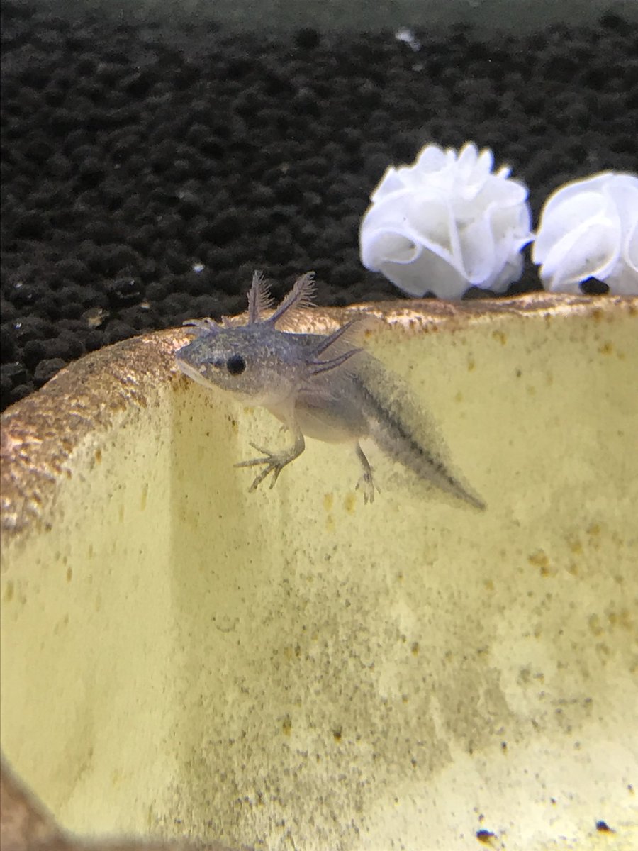 ミコ ヴォイド 可愛すぎるウーパールーパー動画 指を入れると突っついて来るようになった N W N これ大きくなったら普通に噛んでくるって事だな