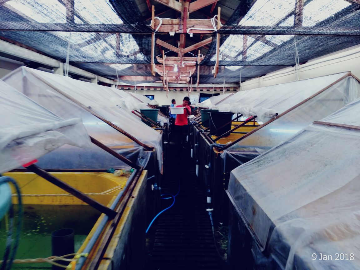 Terjun langsung dalam pelatihan budidaya kerapu sunu dari  peserta Training Course on Grouper Seed Production dr Cambodia di BBRBLPP #RisetdanSDMKP @brsdm_kp <a href="/mzulficar/">ZulficarMochtar</a> <a href="/susipudjiastuti/">Susi Pudjiastuti</a> @puslatluhkp