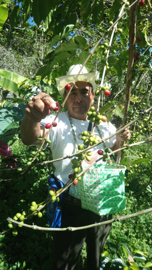 EvaluadorJose's tweet photo. Processo de Evaluación en el EC0272 Cosecha de café en San Mateo Yoloxochitlan, Oaxaca @PerlaIbaez2 @LeticiaInca @linosma @Mely_Romero https://t.co/qHIzRcEfxq