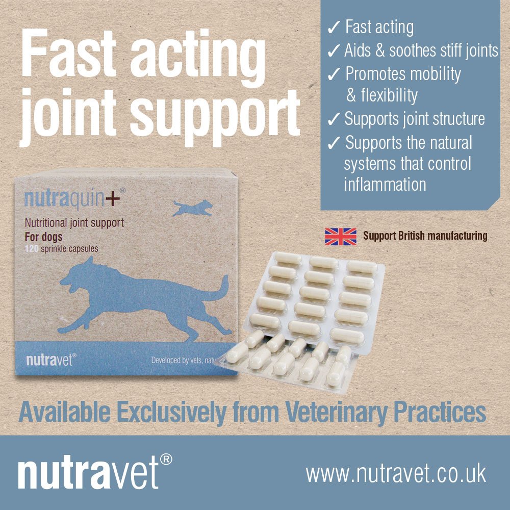 nutravet's tweet photo. The mobility of your pet's joints can have an impact on their everyday life. Help to keep your cat or dog active &amp; mobile with #nutraquin+, our natural and fast acting #joint support.

 Read more here https://t.co/TAHcOutV58 

#nutravet #keeppetsactive #jointcare #cats #dogs https://t.co/MFYVXIj0sv