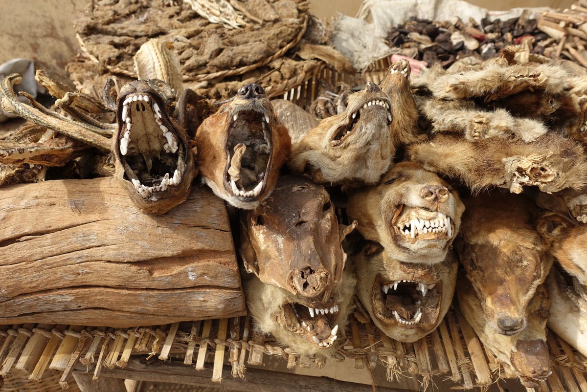 リーマントラベラー東松寛文 毎週土曜22時 Youtube Live 閲覧注意 西アフリカ ベナンにあるブードゥー教 の市場 ブードゥー教は精霊を信仰し 儀式には動物の生け贄を使用する そのため市場には所狭しと動物の頭などが並んでいる そしてたまに