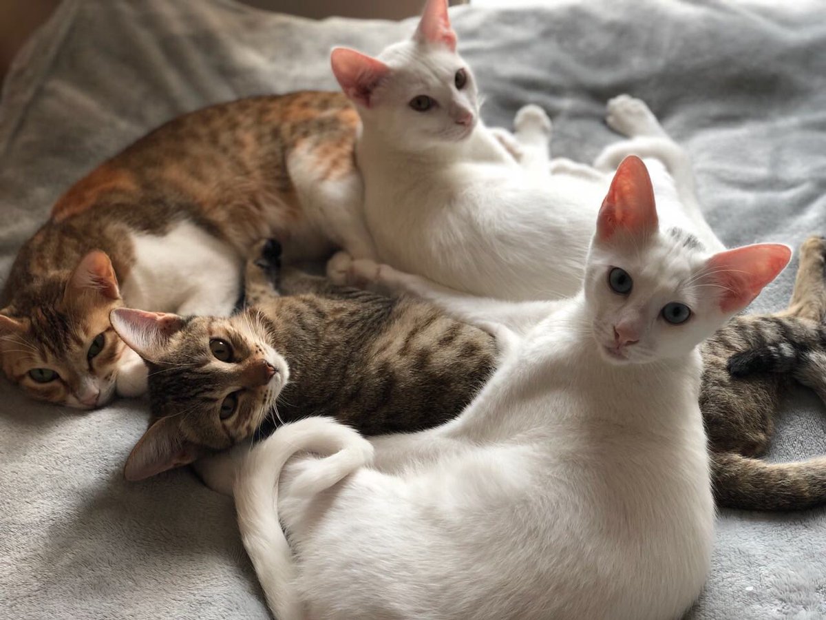 ChromeDubai's tweet photo. We rescued this family in Dubai and now need homes. Can anyone help? Neutered, spayed, vaccinated, microchipped and irresistible! Mom is 2 years old; kittens are 6 months. https://t.co/xmZ95XNIx8