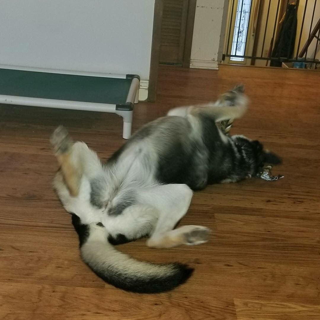 katskrittersmb's tweet photo. Mindy is all class all the time 🙄 #classydog #ladylike #manitobaadoptables #adoptashelterdog #huskymix #needsaforeverhome #upsidedowndogs #dogs #rescuedog #dogsofinstagram #spayandneuter #adoptdontshop #Manitoba #Canada #animalrescue https://t.co/YrDdodqups