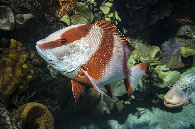 shedd_aquarium's tweet photo. Enjoy this #TropicalTimeOut with Wild Reef! This diverse metropolis is filled with patterns, colors and shapes of all sorts, sure to give your eyes a much-needed break from the grey of winter! https://t.co/1Y4Jgz93hd