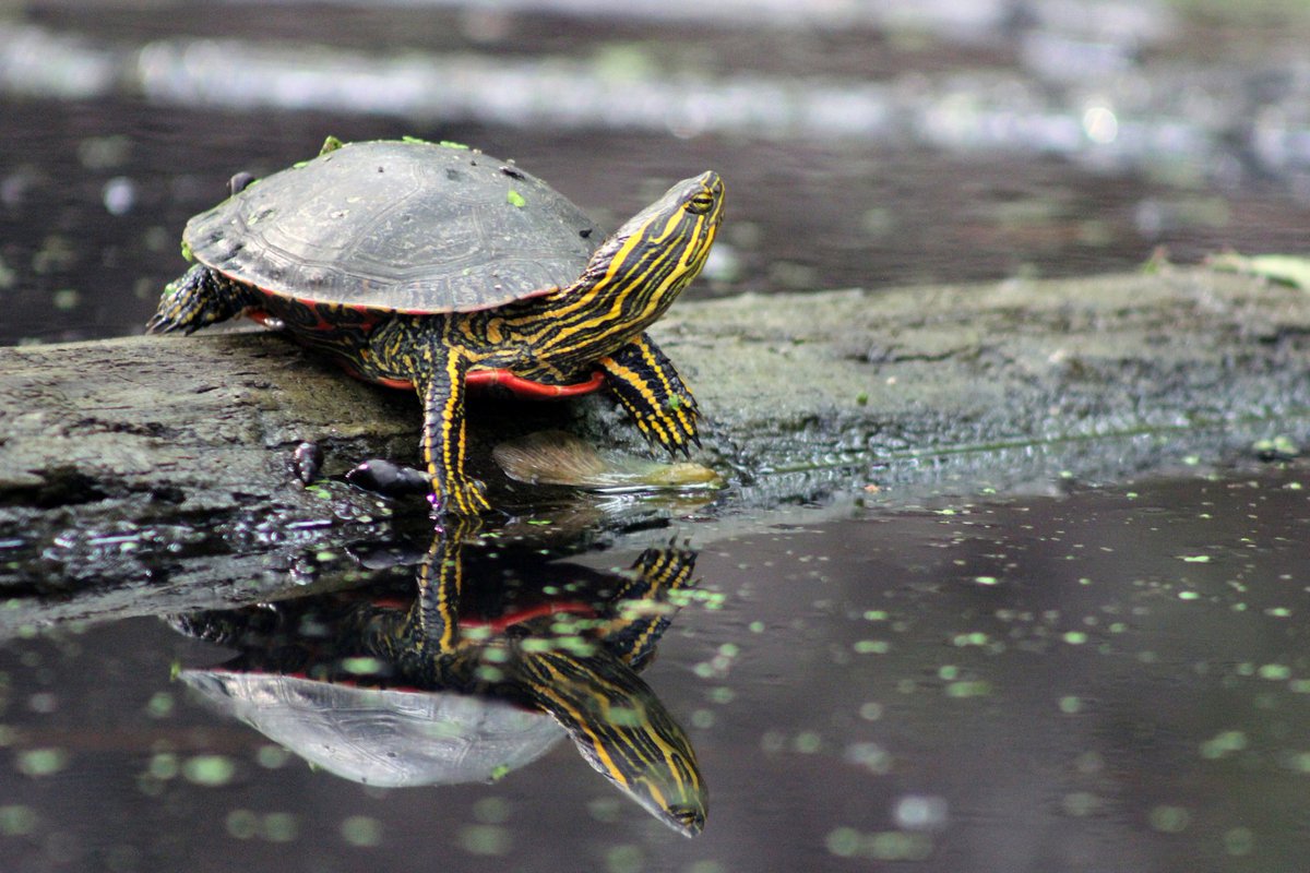 Us Fish And Wildlife Pa Twitter How Do Painted Turtles Survive