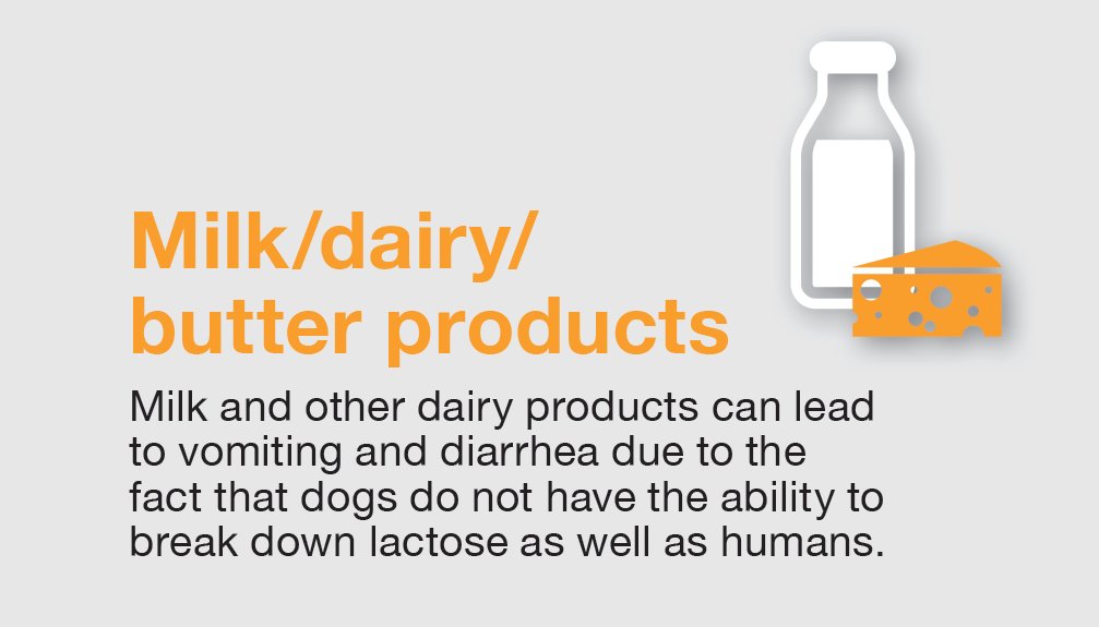 CalVetSpec's tweet image. It may be tempting to give our pups dairy, but they may not digest it well.  #toxictuesday #petsafety #safeholidays