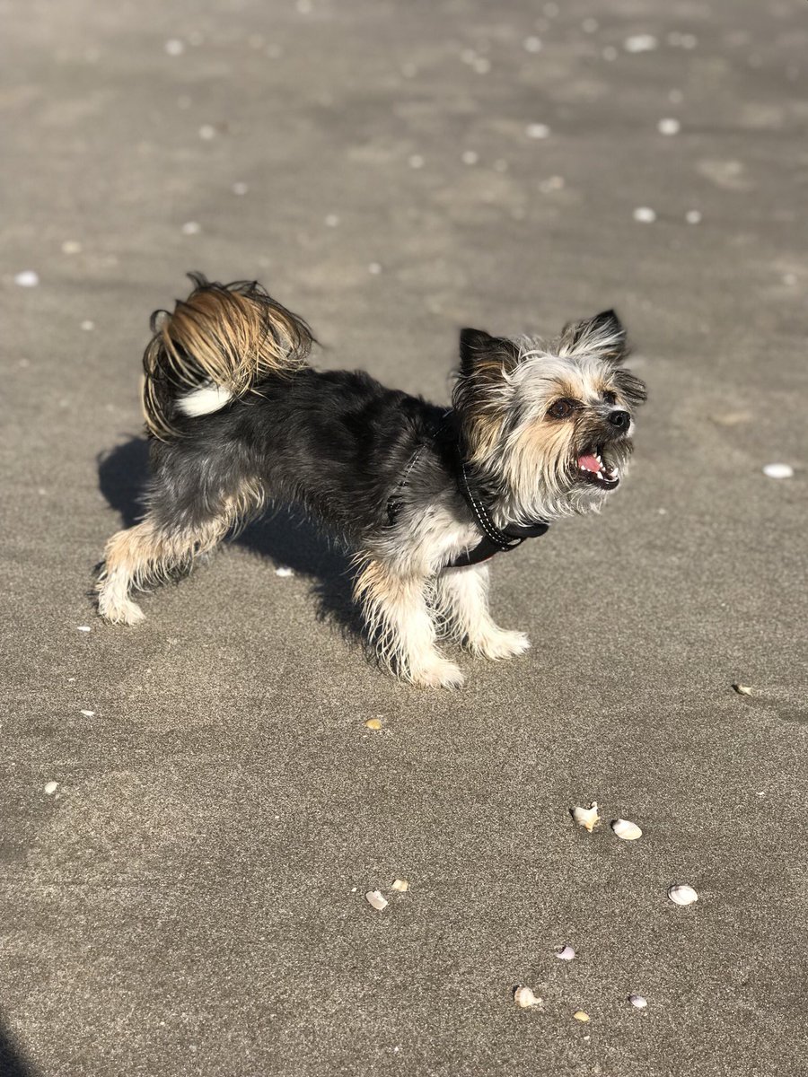 THROW THE DANG BALL, HUMAN!
