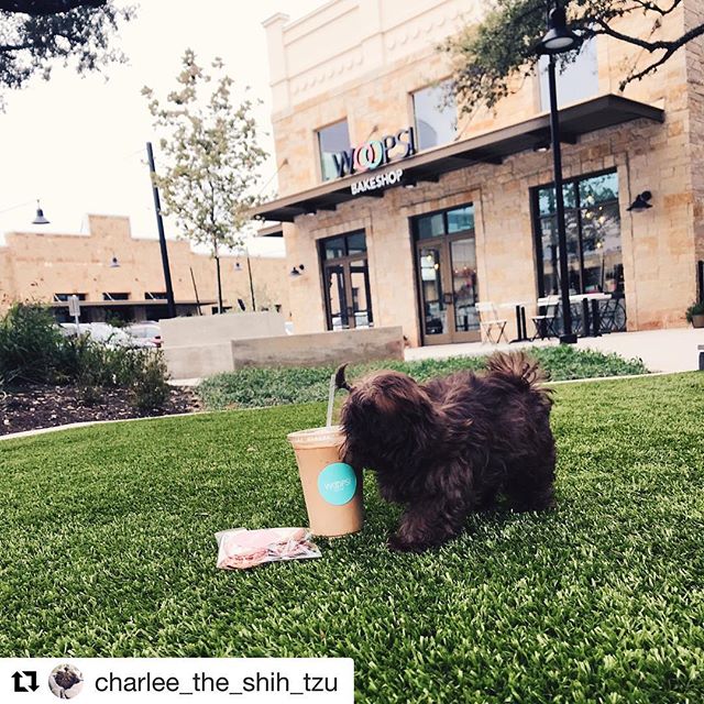 NovakBrothers's tweet photo. Our furry friends love the courtyard at The Summit at Rivery Park! 
 #Repost @charlee_the_shih_tzu 
・・・
enjoying some macaroons &amp; a latte😊💗🍪☕️ #texasbrownstones #woopssummit #woopsbakeshop #thesummitatriverypark https://t.co/cWGwi3htsd