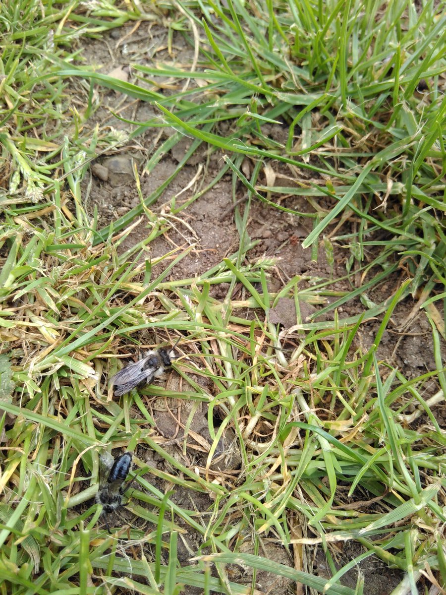 TurnLymeGreen's tweet photo. 11am this Friday Brigit Strawbridge will be talking bees at a joint event with Heritage Coast U3A. 11am Woodmead Halls, Lyme Regis. £2 for non-members. Bee there! #lymeregis @LymeRegisEvents @B_Strawbridge https://t.co/5VlvSTerjz