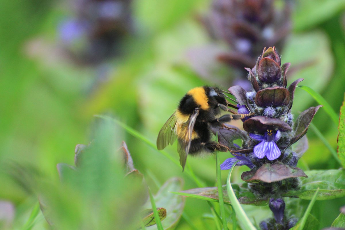 TurnLymeGreen's tweet photo. 11am this Friday Brigit Strawbridge will be talking bees at a joint event with Heritage Coast U3A. 11am Woodmead Halls, Lyme Regis. £2 for non-members. Bee there! #lymeregis @LymeRegisEvents @B_Strawbridge https://t.co/5VlvSTerjz
