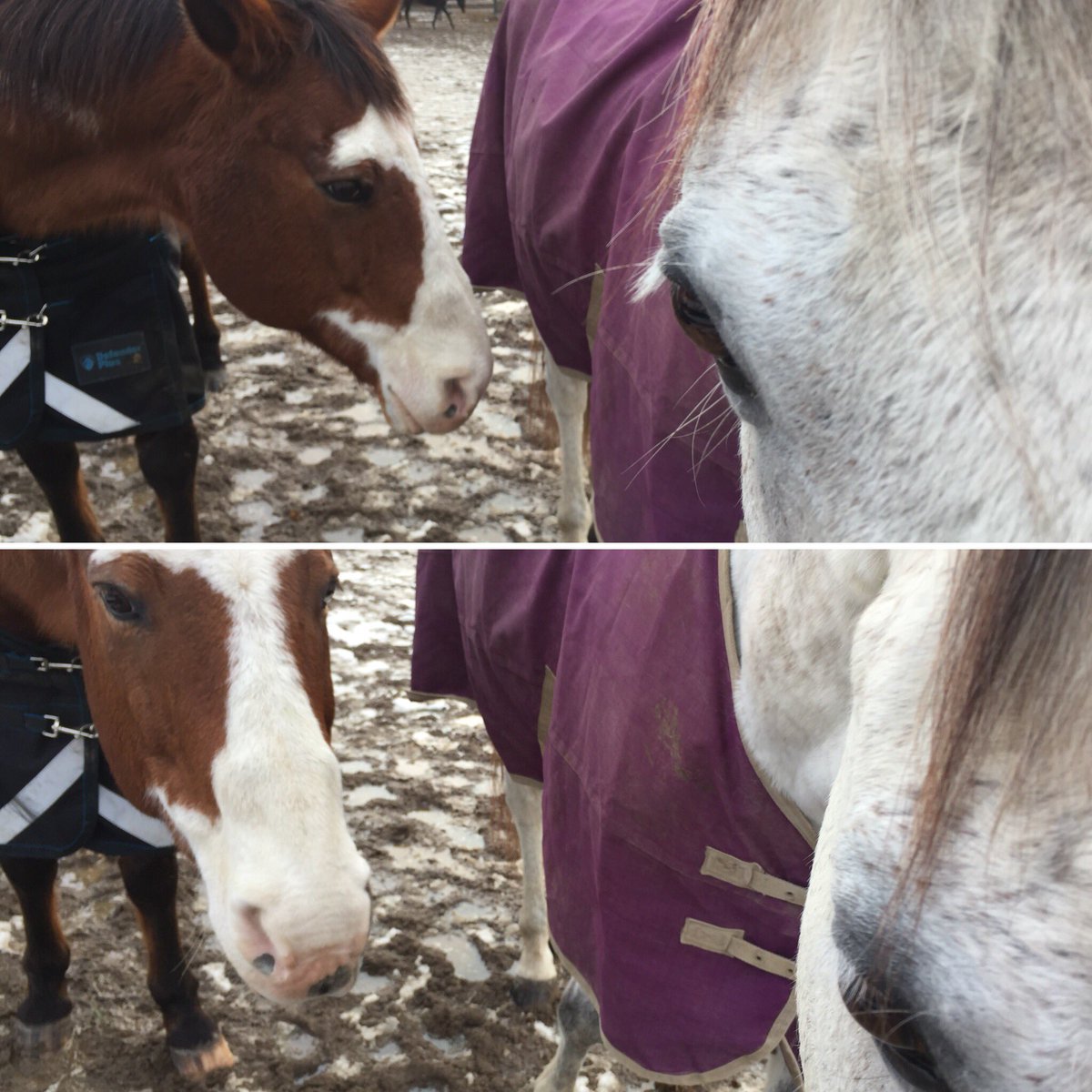 sydney_writer's tweet photo. Snowdy was furious when I shared one of his treats with Woody today. They are best friends. ❤️ I explained to Snowdy the importance of sharing. He kept his ears perked after that. 😂😊

#horses #friends #sharingiscaring #winter #mudpocalypse https://t.co/DhJBPoc39W