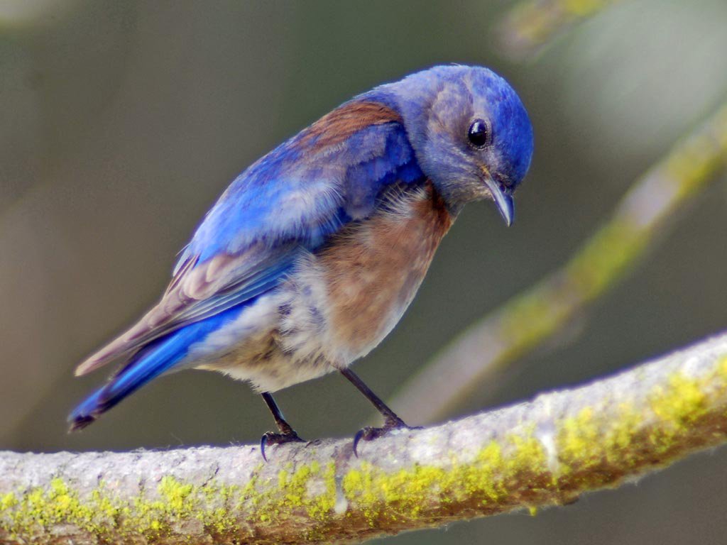 CUBoulderNews's tweet photo. Industrial noise pollution causes chronic stress in birds, with health consequences for young @CU Boulder study shows #fracking #stress #birds  https://t.co/kn6LQPetIs https://t.co/2bL1PGxT29