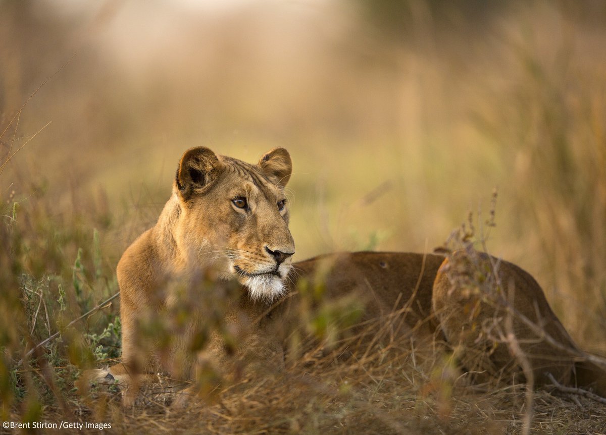 AfricanParks's tweet image. Want to do a safari in Africa? Why not visit a park off the beaten track AND help conservation! Consider a visit to any of the parks under our management where you can support wildlife and local people. We’d love to see you – come and visit! african-parks.org/visit-parks