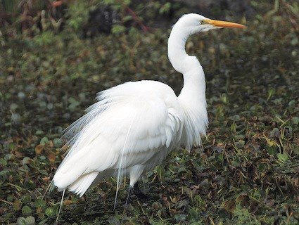 Liya Mochipanko The White Egret Bird The Orchid Has Its Name From