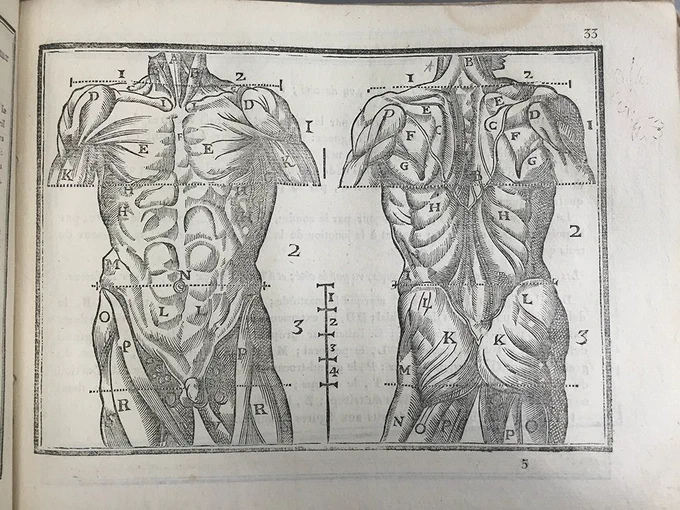 二番目の美術解剖学書は、フランスの画家ジャン・クーザン(子)による『肖像の書』(1595)。一部の解剖図は、ヴィサリウス『ファブリカ』に基づく。#美術解剖学 