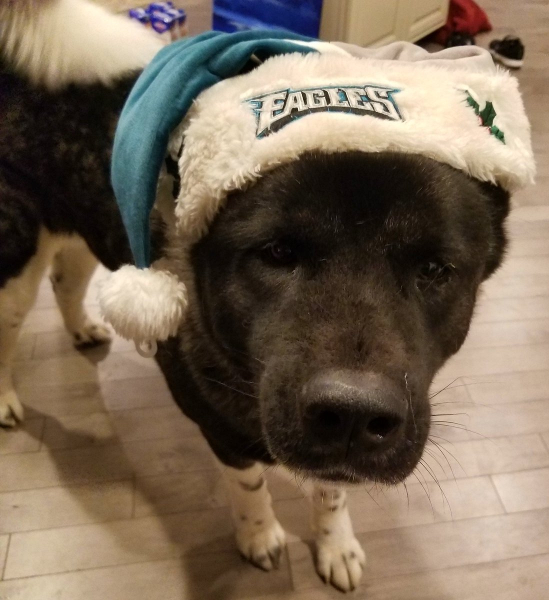 phillytech6's tweet image. #6abcAction  #FlyEaglesFly