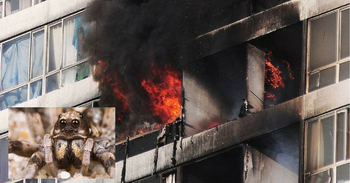 PublimetroMX's tweet photo. Incendia torre de departamentos en su intento de matar a una araña https://t.co/blytN5hcyh https://t.co/Qtwh1Sa9l4