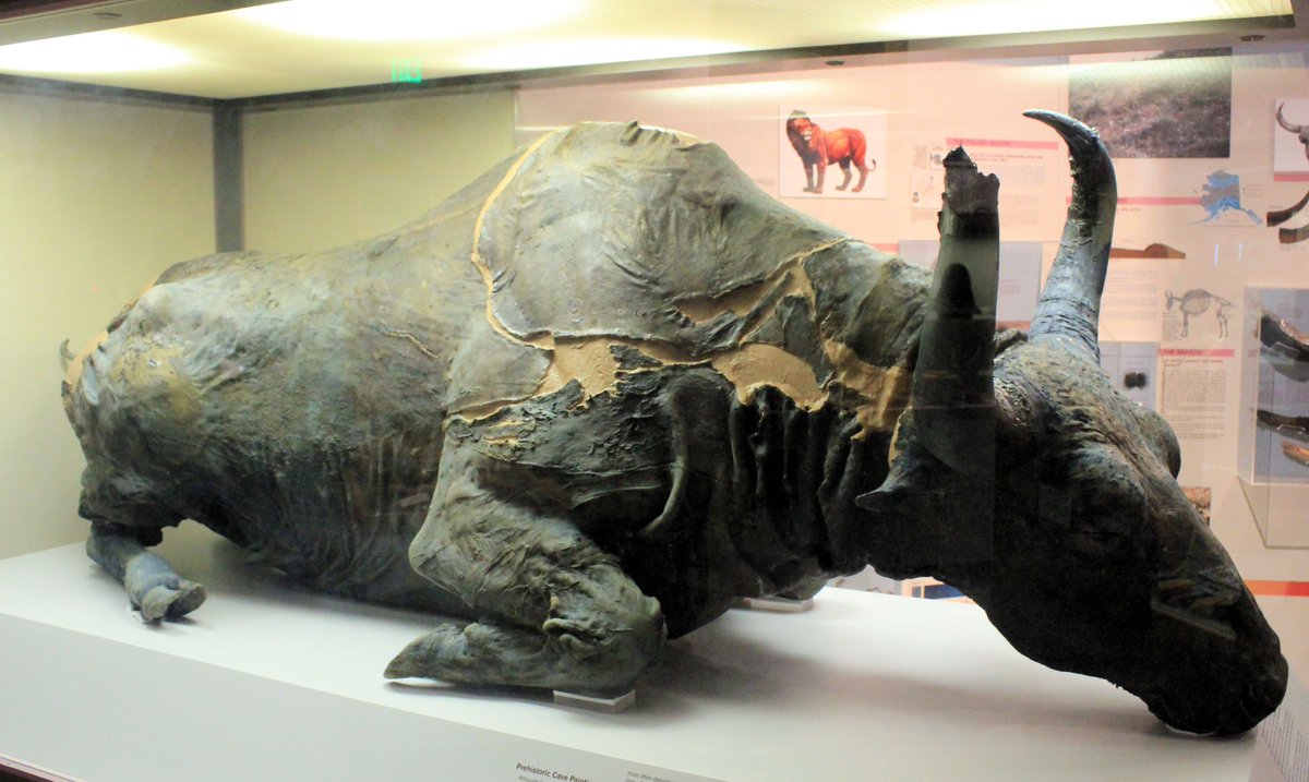 The gold miners had discovered a complete steppe bison carcᴀss - Blue Babe - preserved in the permafrost since the last glacial. You can see this amazing beast at the University of