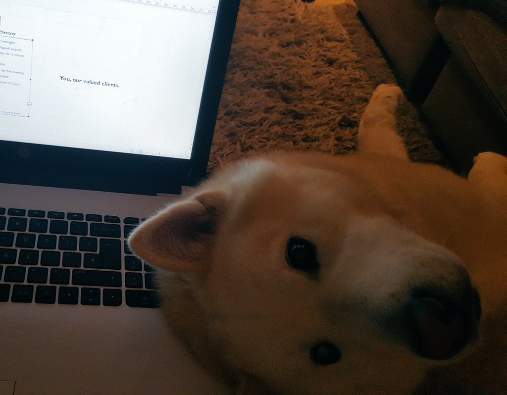 AldoChowsky's tweet photo. Things you have to for some attention some nights 😂 #dogsoftwitter #DOGS #dogcelebration #teacherproblems https://t.co/BKA0nhy3WK